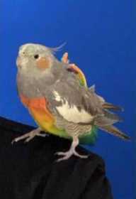 Lost Cockatiel