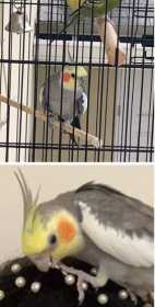 Lost Cockatiel