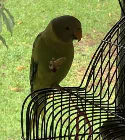 Lost Plum-Headed Parakeet