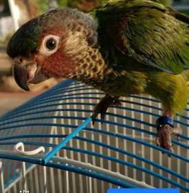 Lost Conure