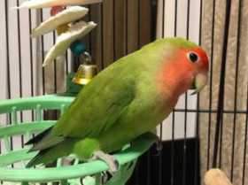 Lost Lovebird