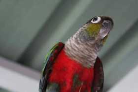 Lost Conure