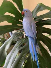 Lost Indian Ringneck Parakeet