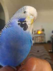 Lost Budgerigar