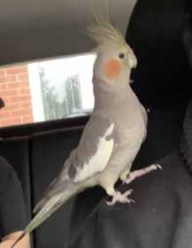 Lost Cockatiel