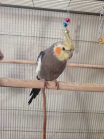 Lost Cockatiel