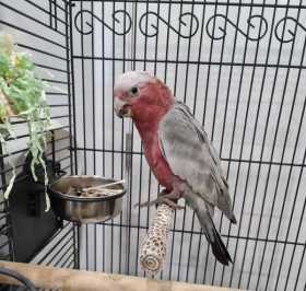 Lost Galah Cockatoo