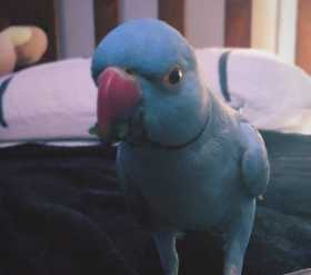 Lost Indian Ringneck Parakeet