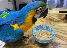 Lost Macaw