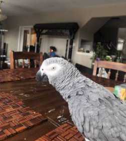 Lost African Grey