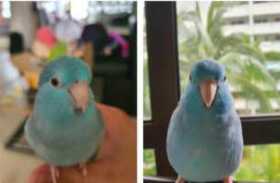 Lost Parrotlet