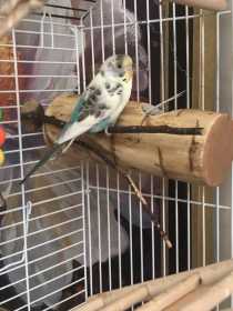 Lost Budgerigar