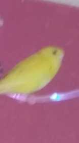 Lost Budgerigar