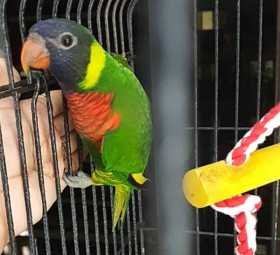 Lost Lory / Lorikeet