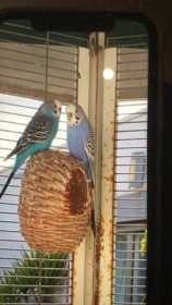 Lost Budgerigar