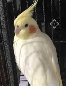 Lost Cockatiel