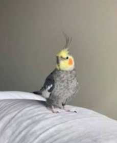 Lost Cockatiel