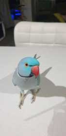 Lost Indian Ringneck Parakeet