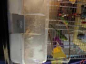 Lost Budgerigar