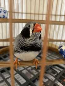 Lost Finch