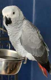 Lost African Grey