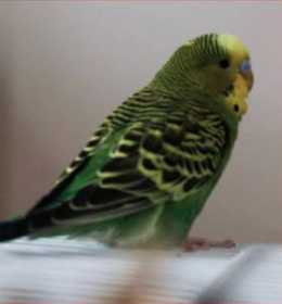 Lost Budgerigar