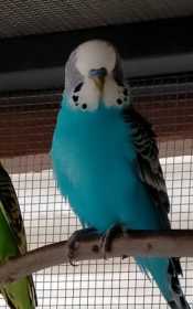 Lost Budgerigar