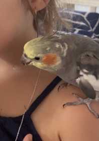 Lost Cockatiel