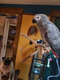 Lost African Grey