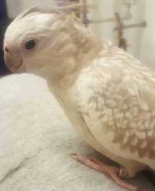 Lost Cockatiel