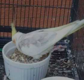 Lost Cockatiel