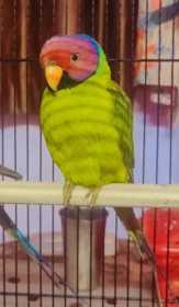Lost Plum-Headed Parakeet