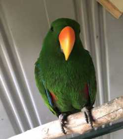 Lost Eclectus