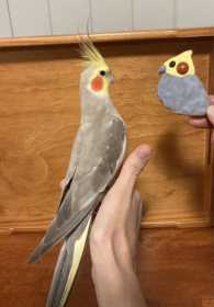 Lost Cockatiel
