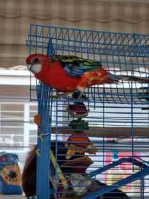 Lost Rosella