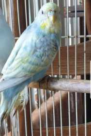 Lost Budgerigar