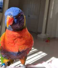 Lost Lory / Lorikeet