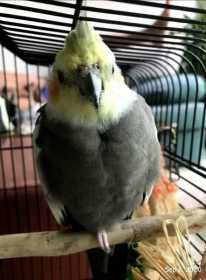 Lost Cockatiel