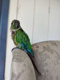 Lost Conure