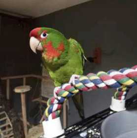 Lost Conure