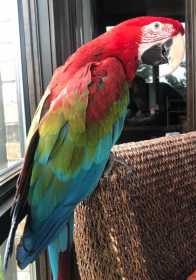 Lost Macaw