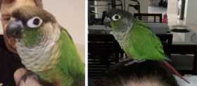 Lost Conure