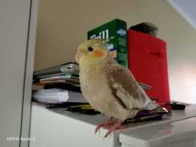 Lost Cockatiel