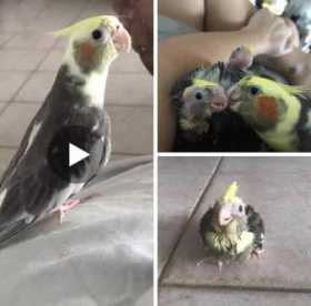 Lost Cockatiel