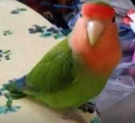 Lost Lovebird