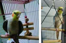 Lost Cockatiel