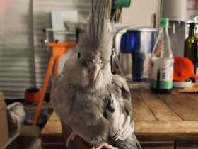 Lost Cockatiel