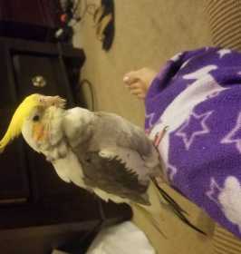 Lost Cockatiel