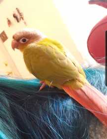 Lost Conure