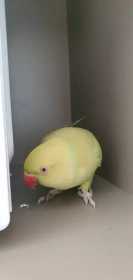 Lost Indian Ringneck Parakeet